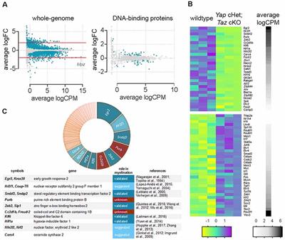 YAP and TAZ Regulate Cc2d1b and Purβ in Schwann Cells